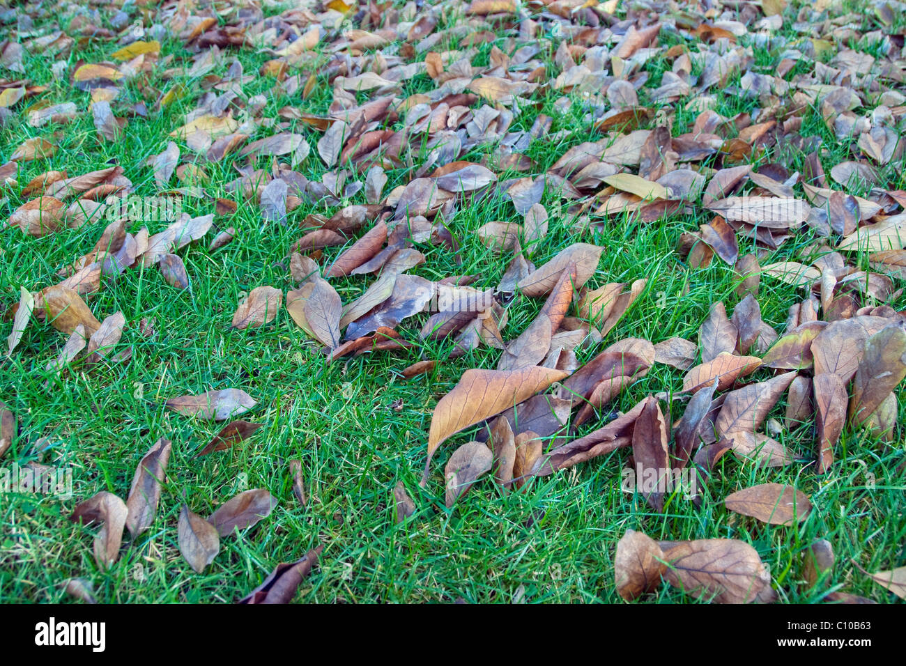 Autunno in Toscana, Pisa, Ottobre 2008 Foto Stock