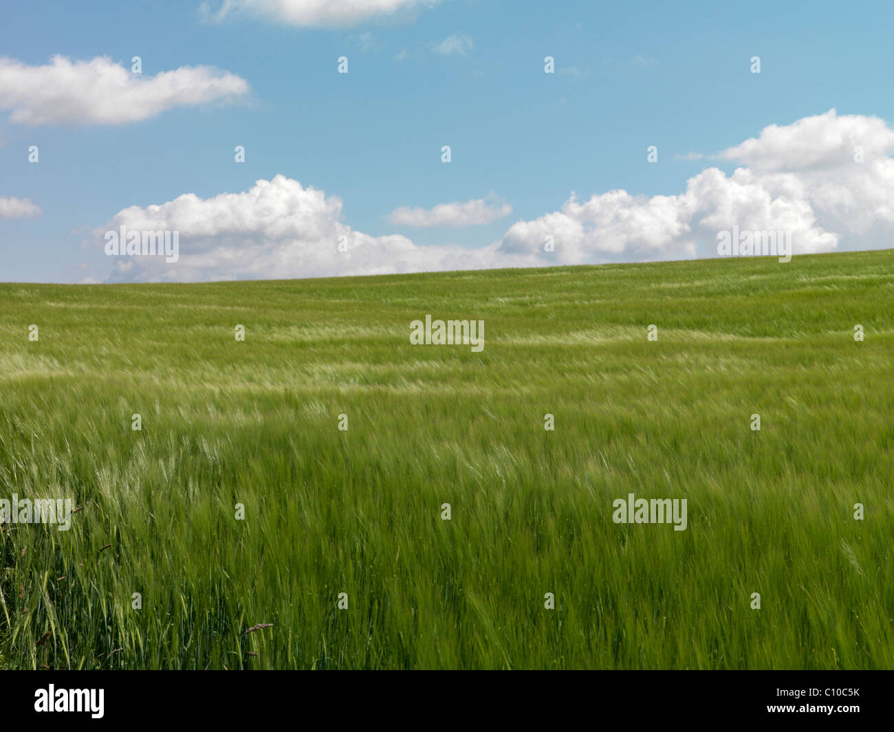 Campo di orzo off Coldhill Lane, Aberford, Leeds Foto Stock