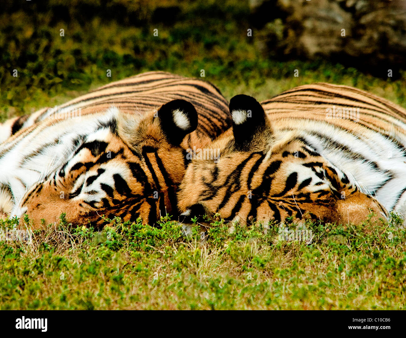 Due tigri dormire su teste di erba toccando Foto Stock