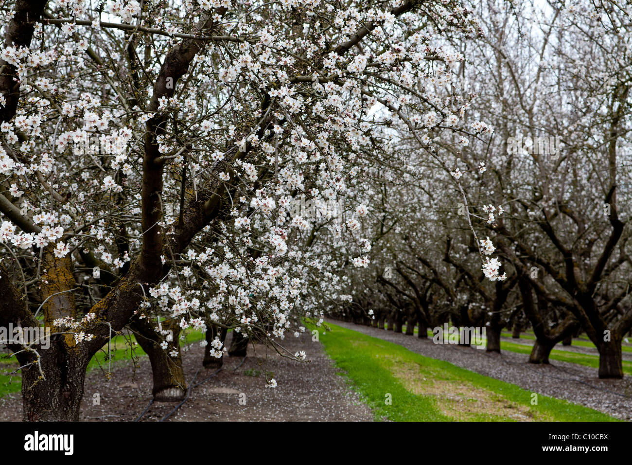 Mandorli in fiore centrale della California Valley Foto Stock