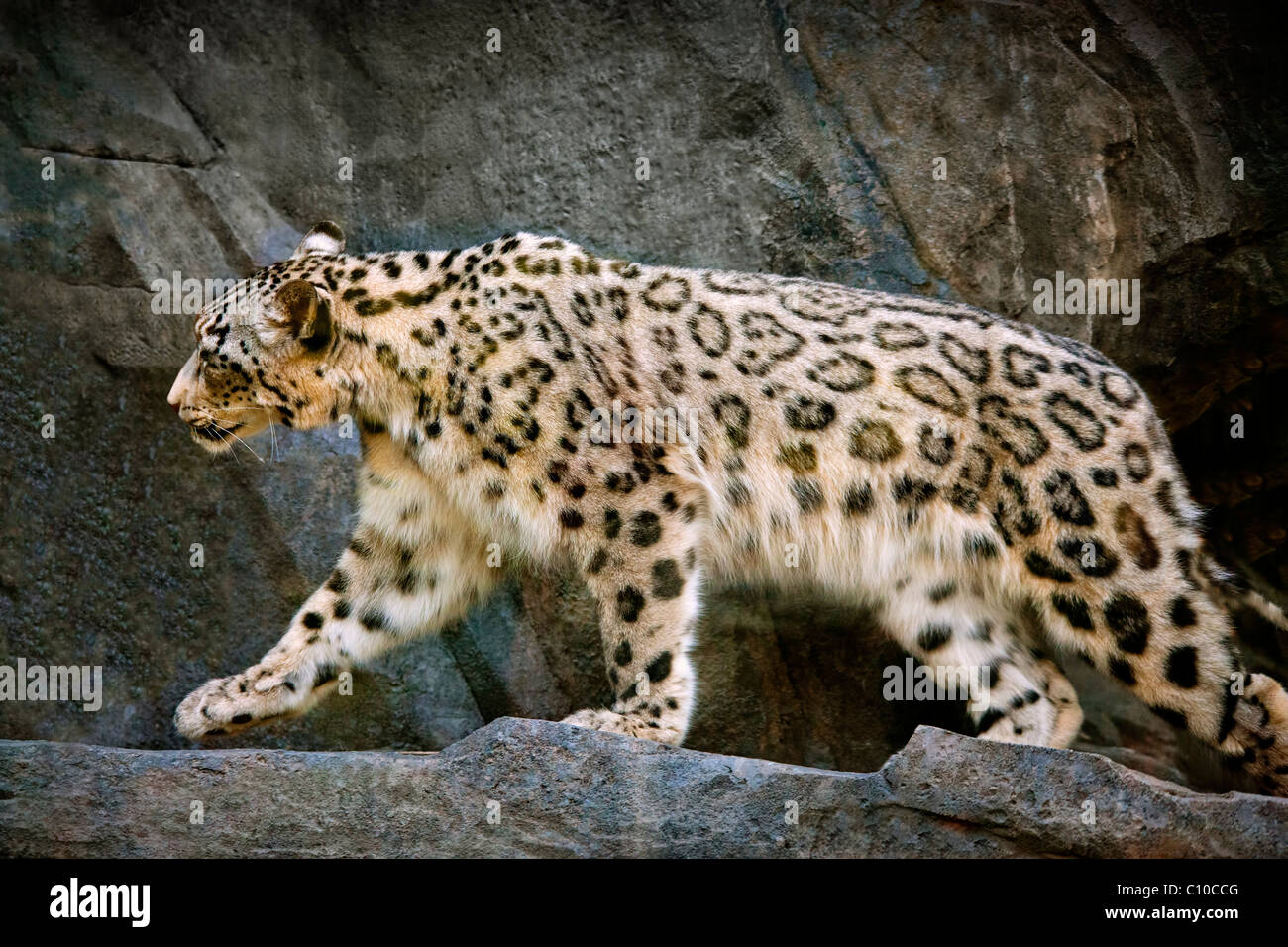 SNOW LEOPARD il profilo del corpo di camminare sulle rocce Foto Stock