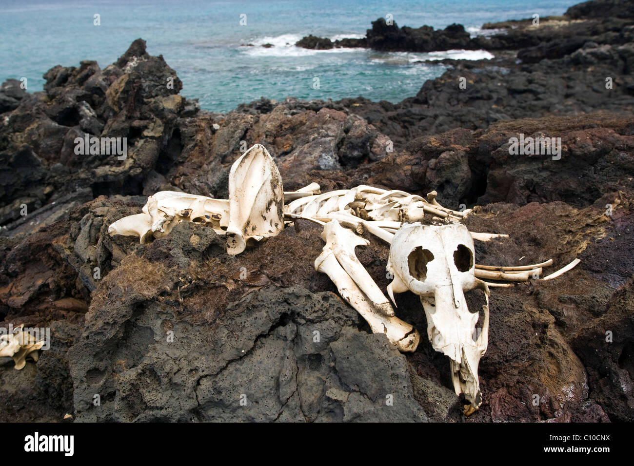 Sea Lion scheletro - Bartolome Isola - Isole Galapagos, Ecuador Foto Stock