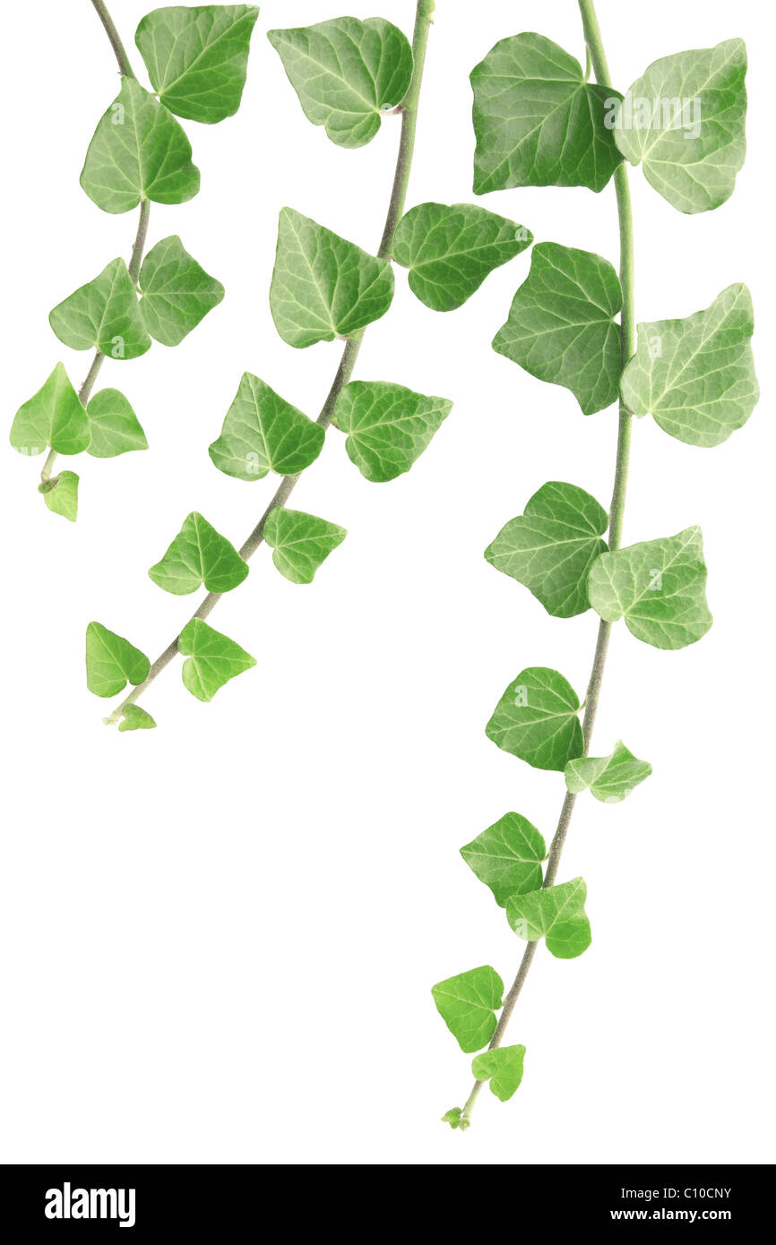 Ivy isolato su bianco Foto Stock