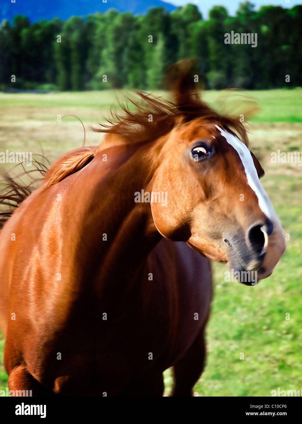 Cavallo guardando la fotocamera con l'espressione Foto Stock