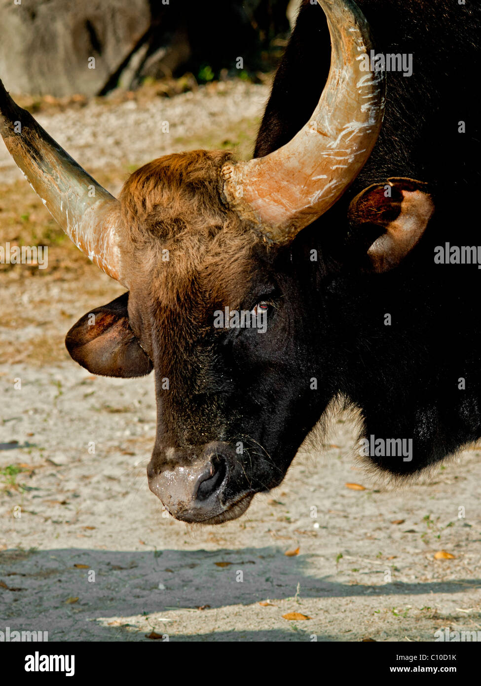 Bufalo d'acqua CLOSEUP con look aggressivo SULLA FACCIA Foto Stock