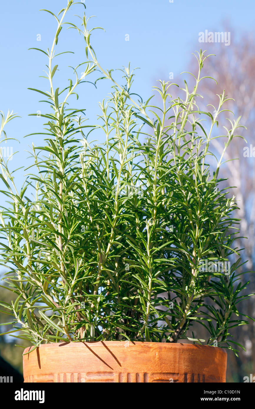 Rosmarino Foto Stock