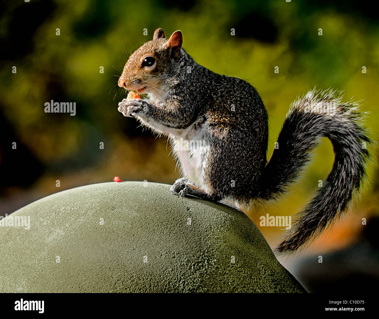 Scoiattolo carino a mangiare con le mani in mano CLOSEUP Foto Stock