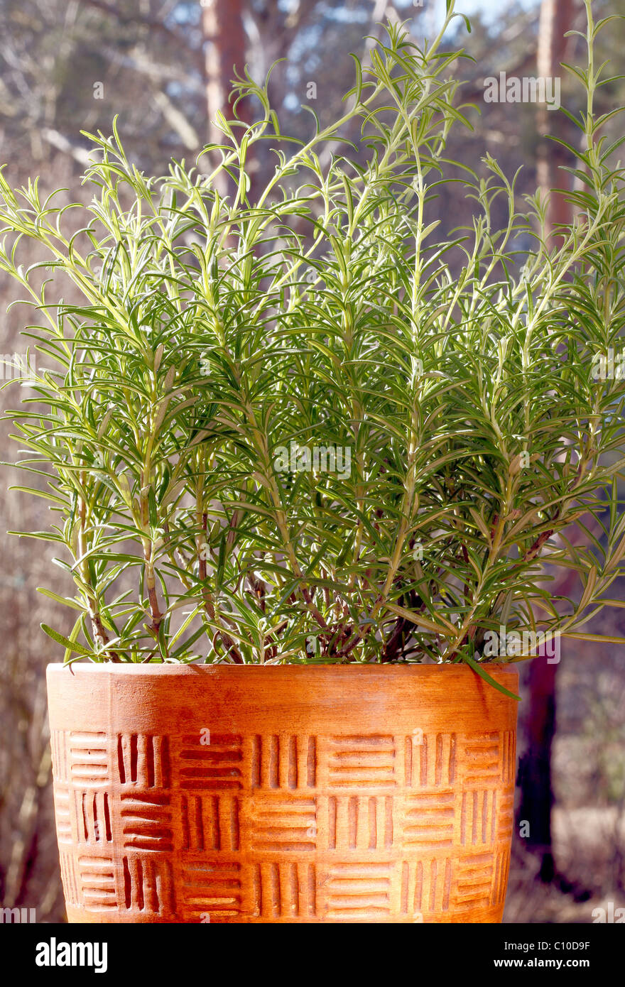 Rosmarino Foto Stock