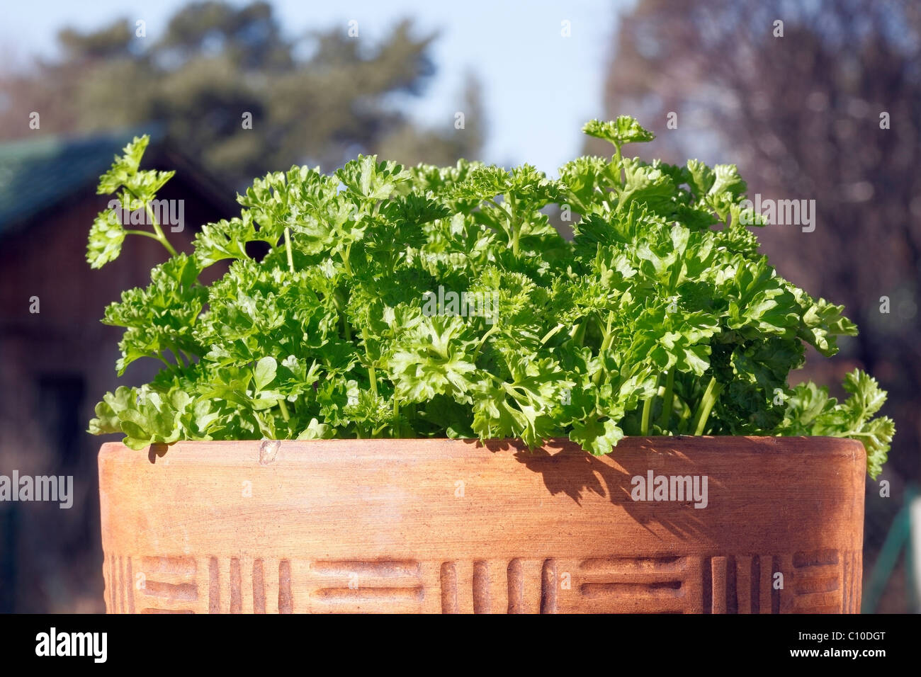 Prezzemolo Foto Stock
