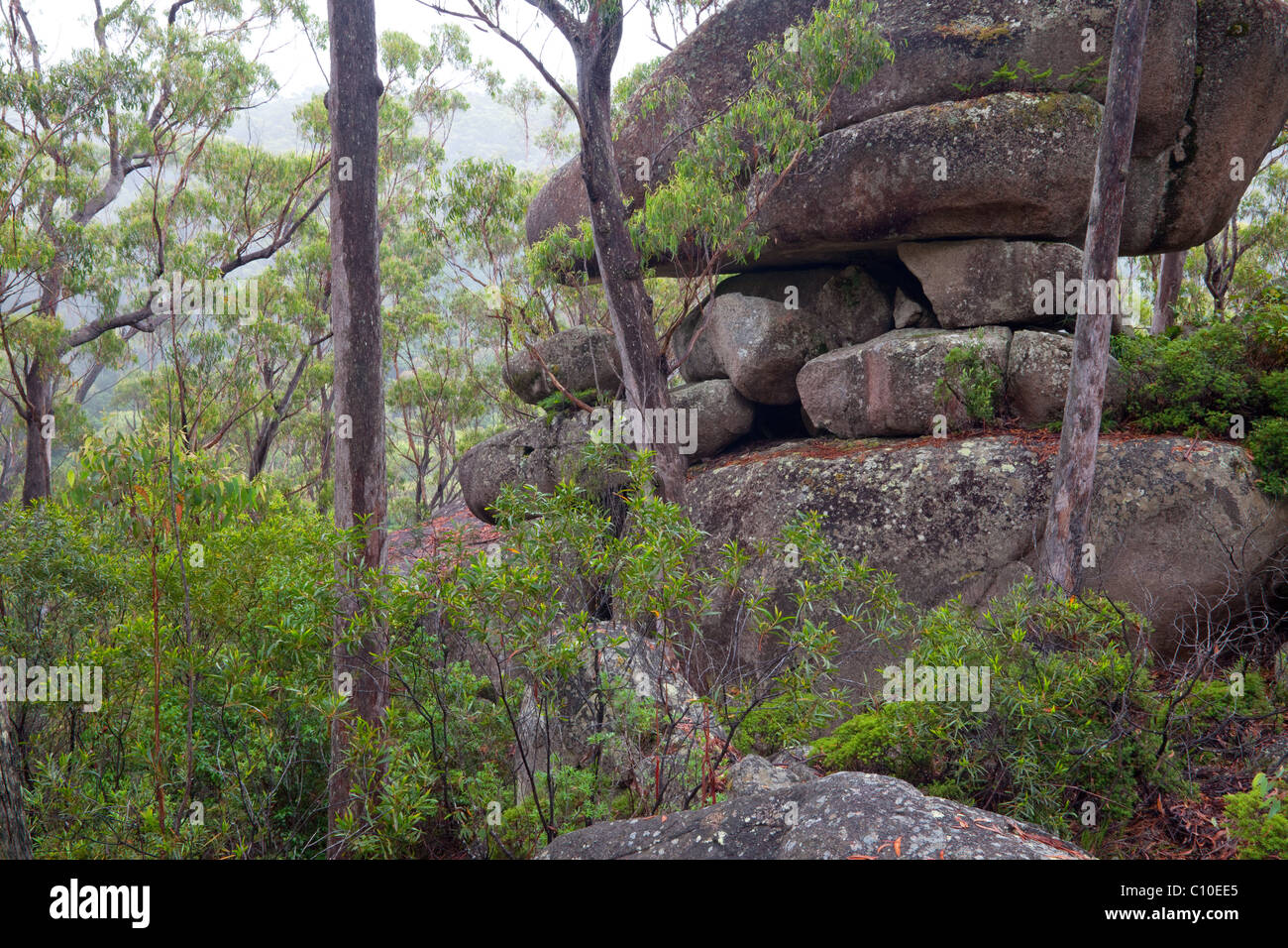 Roccia Lyrebird, Gibilterra gamma National Park, New South Wales, Australia Foto Stock