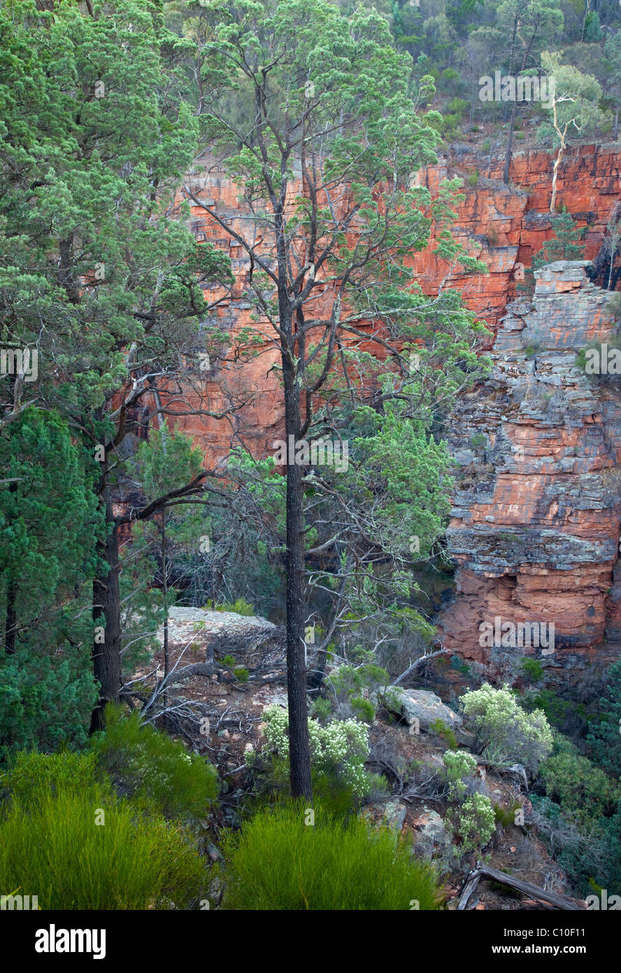 Alligator Gorge, Mount Remarkable National Park, Sud Australia, Australia Foto Stock