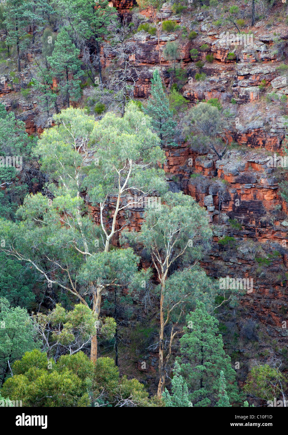 Alligator Gorge, Mount Remarkable National Park, Sud Australia, Australia Foto Stock