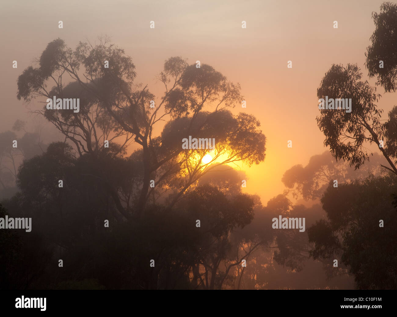Sunrise, nebbia e gomma di foresta, Mount Remarkable National Park, Sud Australia, Australia Foto Stock