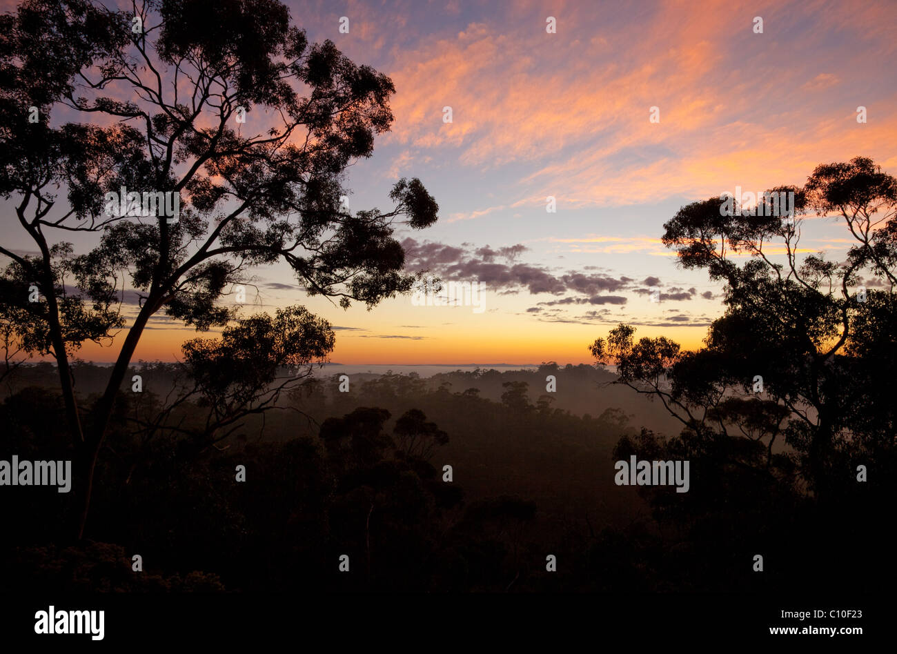 Foresta di eucalipti di sunrise, Mount Remarkable National Park, Sud Australia, Australia Foto Stock