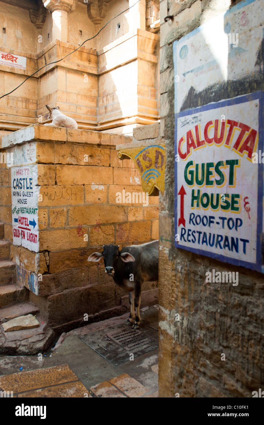 La vacca in piedi dietro l'angolo vicino a Calcutta Guest House segno Foto Stock