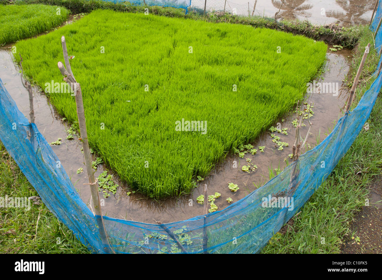 La coltivazione del riso a Bali Indonesia Foto Stock