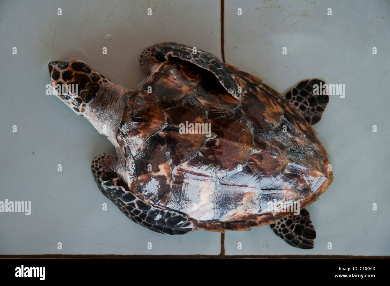 Baby Tartarughe Caretta mentre in una riserva di tartarughe su Gili Trawangan in Indonesia Foto Stock