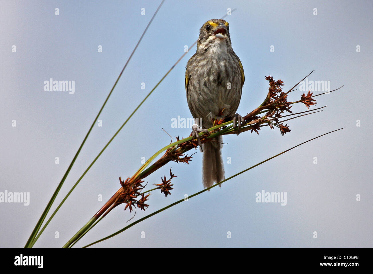 Cape Sable Seaside Sparrow, maschio. Parco nazionale delle Everglades. Foto Stock