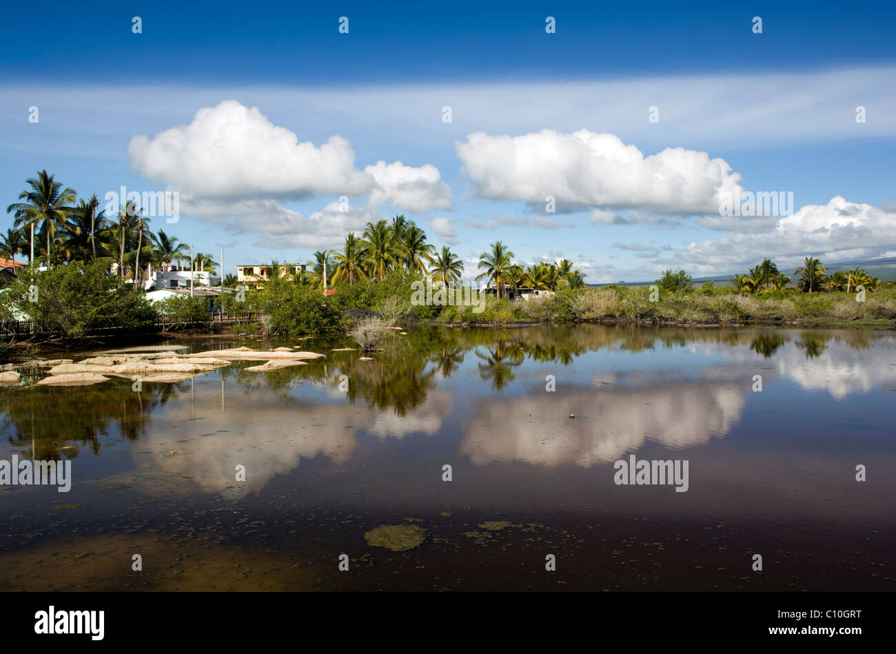 Flamingo Laguna su Isabela Island - Isole Galapagos, Ecuador Foto Stock