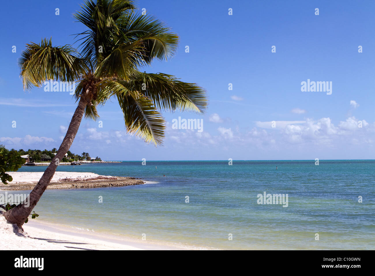 Tropical Palm tree incombe sulla spiaggia sulla maratona chiave nel mezzo della Florida Keys. Foto Stock