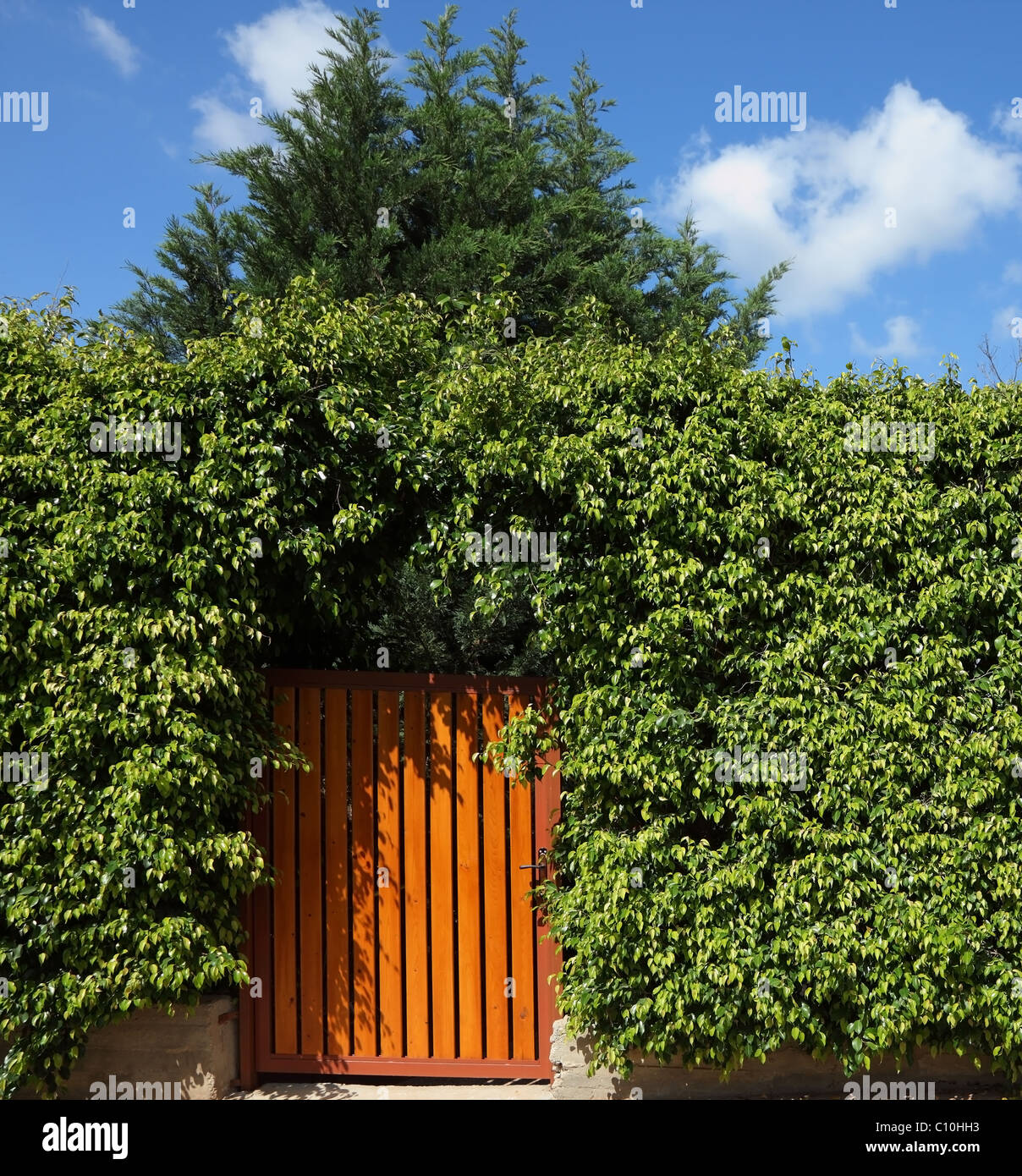 Giallo cancello di legno nelle siepi alte Foto Stock