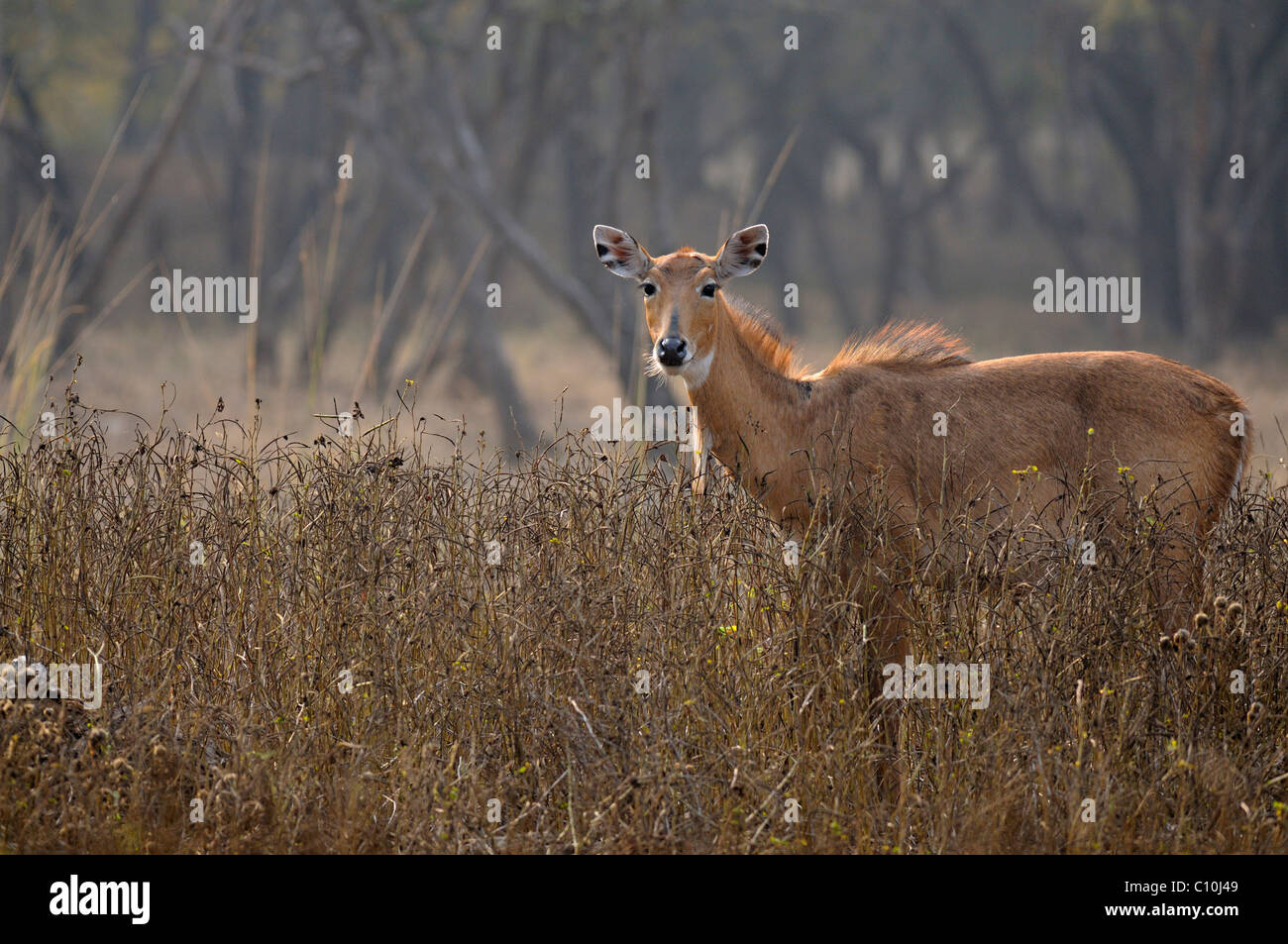 Indiano o antilope Nilgai (Boselaphus tragocamelus), femmina, in Ranthambhore National Park, Rajasthan, India, Asia Foto Stock