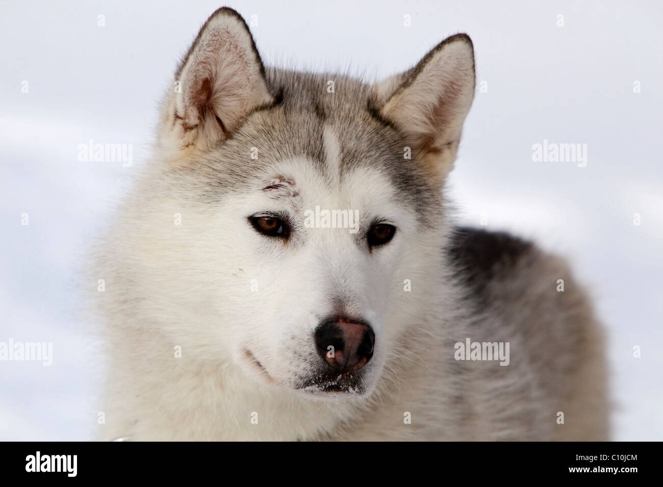 Ritratto di Sled Dog, maschio Siberian Husky, Yukon Territory, Canada Foto Stock