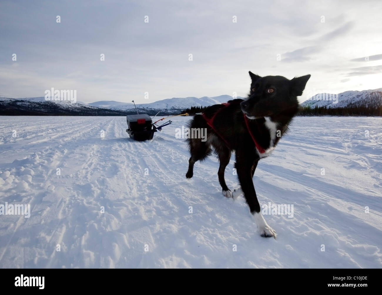Sled Dog, Alaskan Husky tirando un pacco di sled, congelati pesce di lago, Yukon Territory, Canada Foto Stock