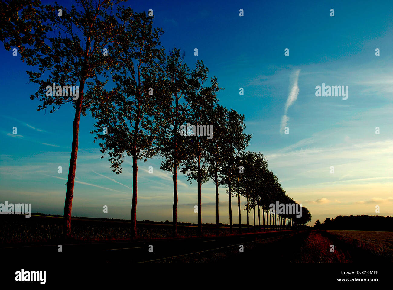 Alto contrasto immagine della strada fiancheggiata da alberi Foto Stock