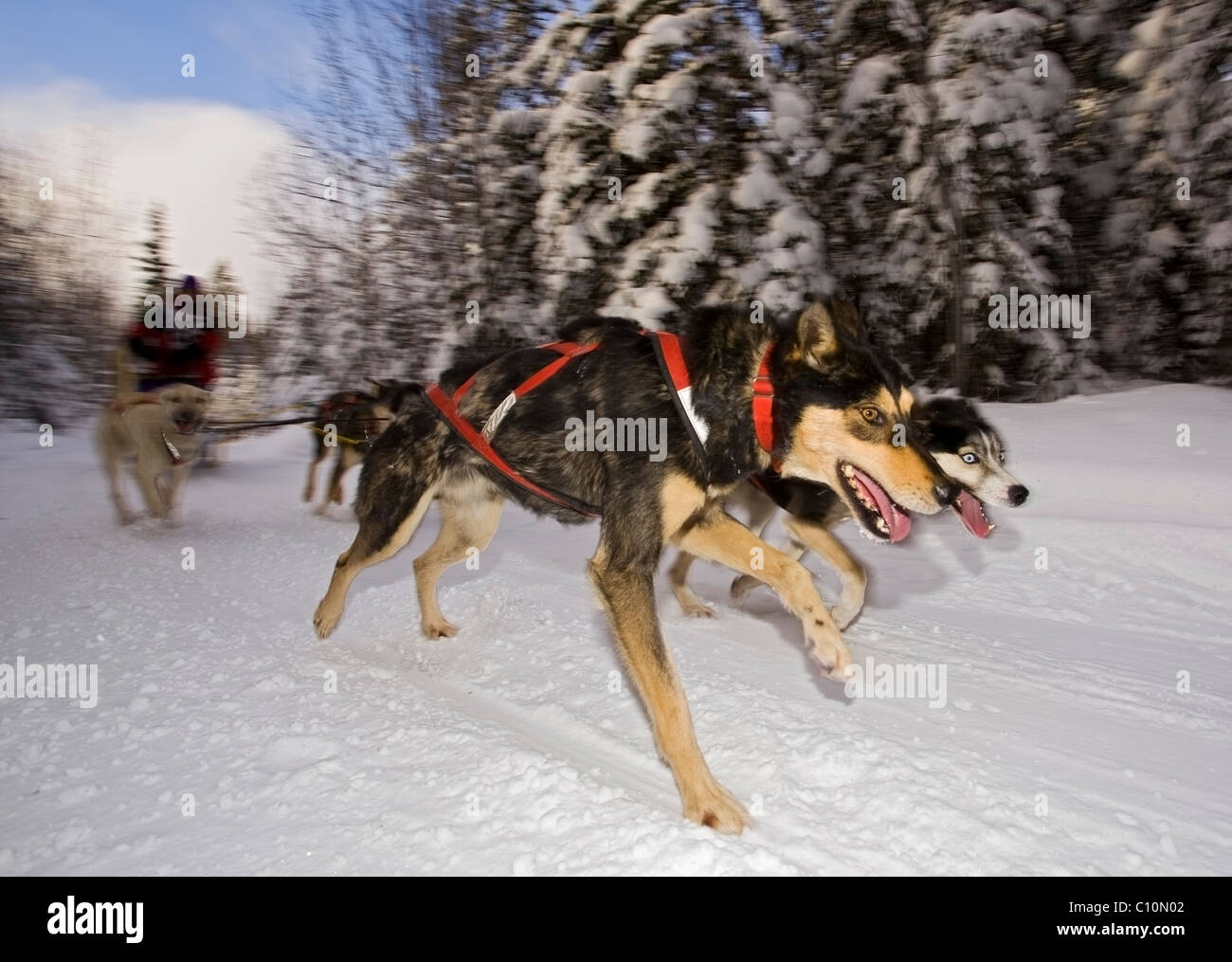 Esecuzione di slitte trainate da cani, cane team, Alaskan Huskies, musher, corsa di cani da slitta vicino a Whitehorse, Yukon Territory, Canada Foto Stock