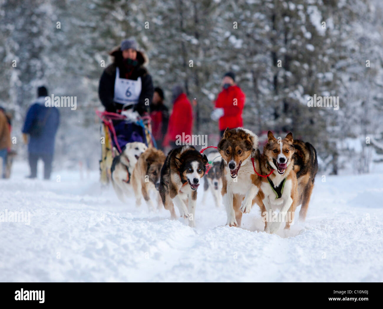Femmina a lunga distanza musher Michelle Phillips, esecuzione di slitte trainate da cani, Alaskan Huskies, cane team, la collina di carbonio corsa di cani da slitta Foto Stock