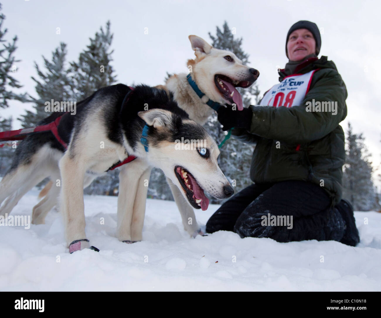 Esce da slitte trainate da cani alla linea di partenza, portare cani, leader, Alaskan Huskies, tenuto fuori dal gestore, la collina di carbonio corsa di cani da slitta Foto Stock