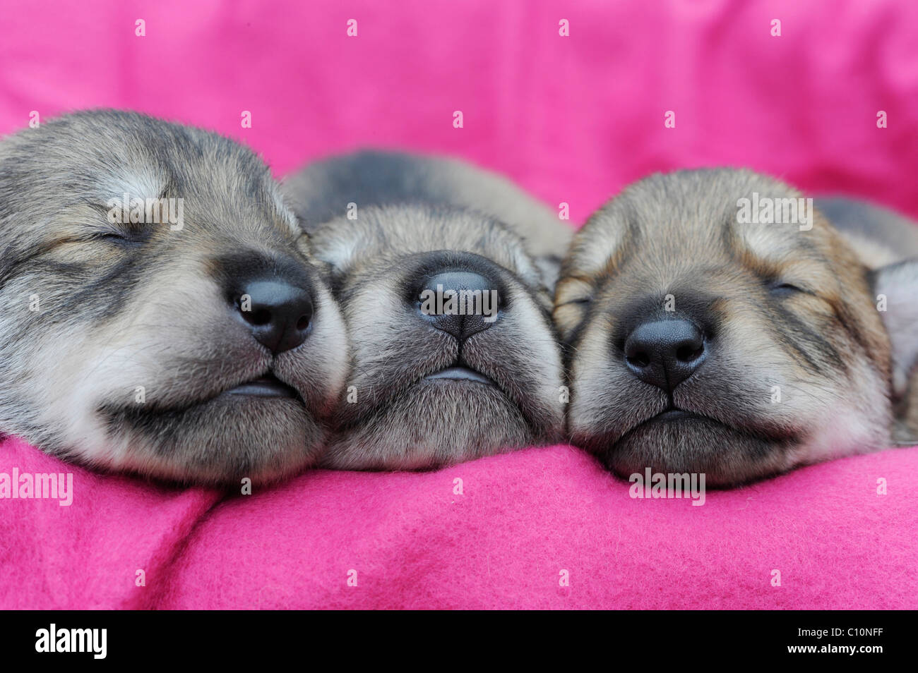 Tre-lupo cuccioli di cani, cani" nasi, dormendo Foto Stock