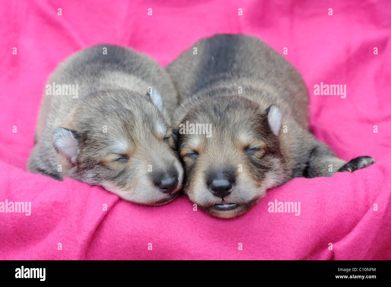 Due Wolf-cuccioli di cane, dormendo Foto Stock