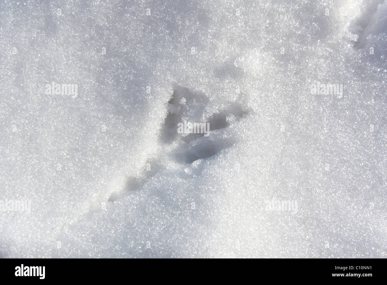 Tracce di uccelli nella neve Foto Stock