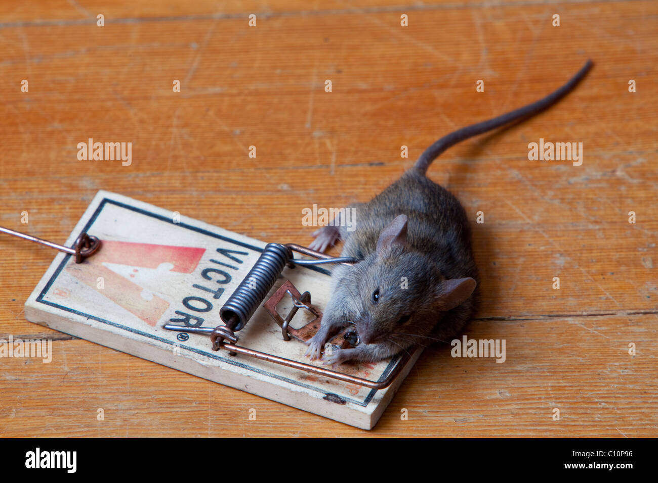 Casa comune mouse (Mus musculus) in trappola, morto catturati Foto Stock