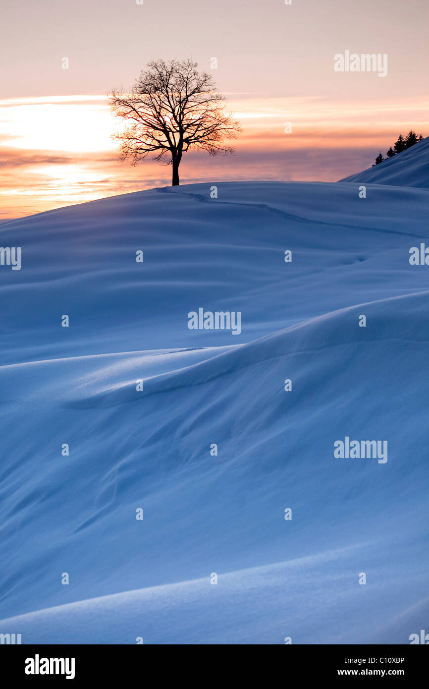 Sera d'inverno con neve fresca nella gamma Alpstein, Appenzell, Svizzera orientale, Svizzera, Europa Foto Stock