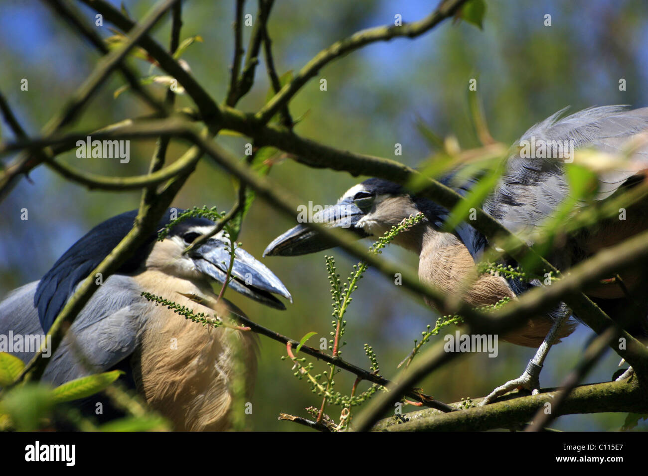 Wallonie, Brugelette, Belgique Foto Stock