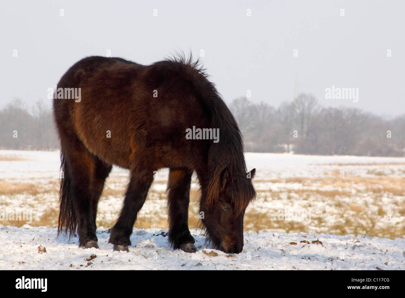 Islandese di cavallo, pony islandese (Equus przewalskii f. caballus) in inverno nella neve Foto Stock