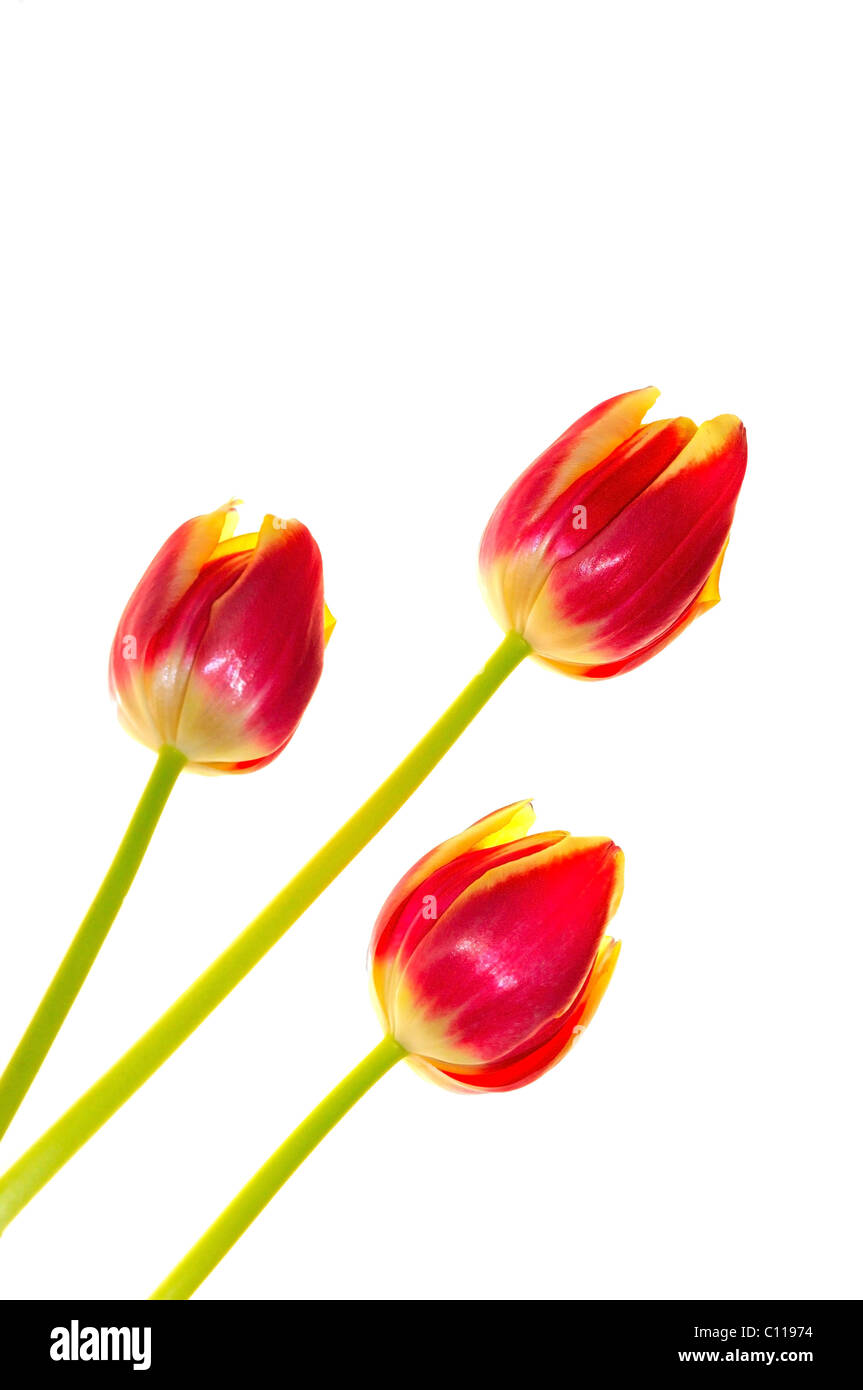 Close up di rosso e tulipani gialli su sfondo bianco Foto Stock