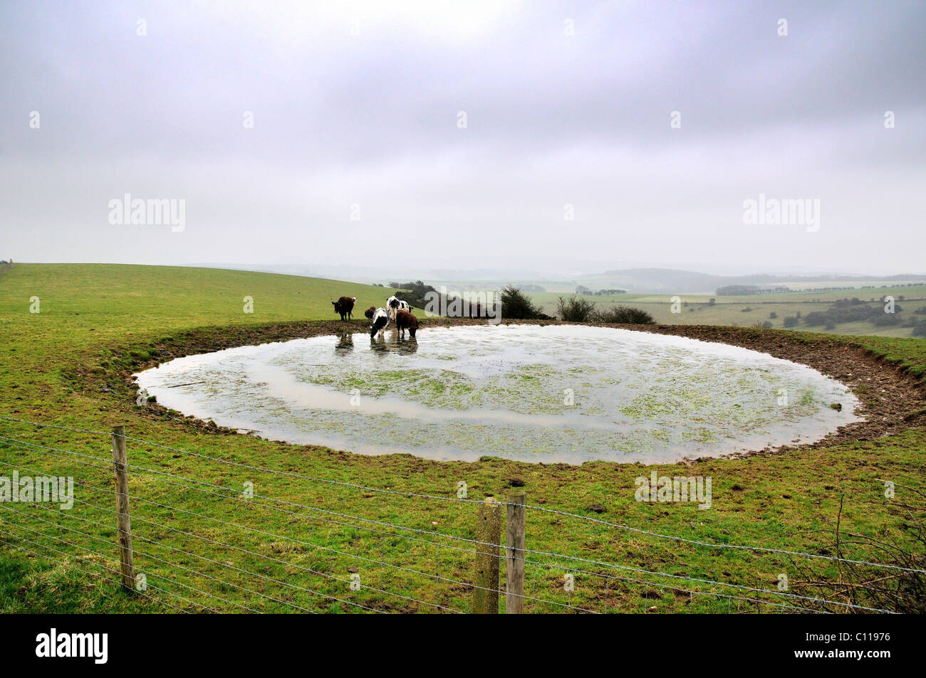 Stagno di rugiada e il bestiame su Ditchling Beacon ,Sussex Foto Stock