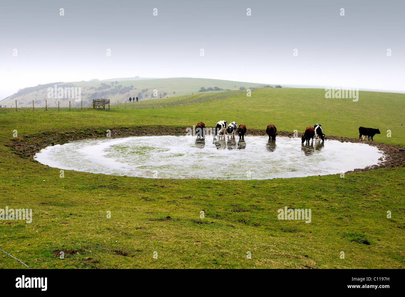 Stagno di rugiada e il bestiame su Ditchling Beacon ,Sussex Foto Stock