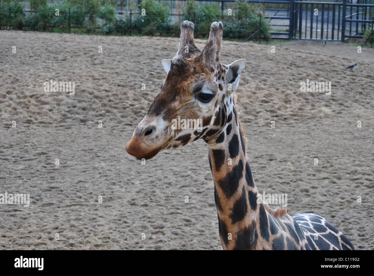 Bella Giraffa presso lo zoo di Dublino Irlanda Foto Stock