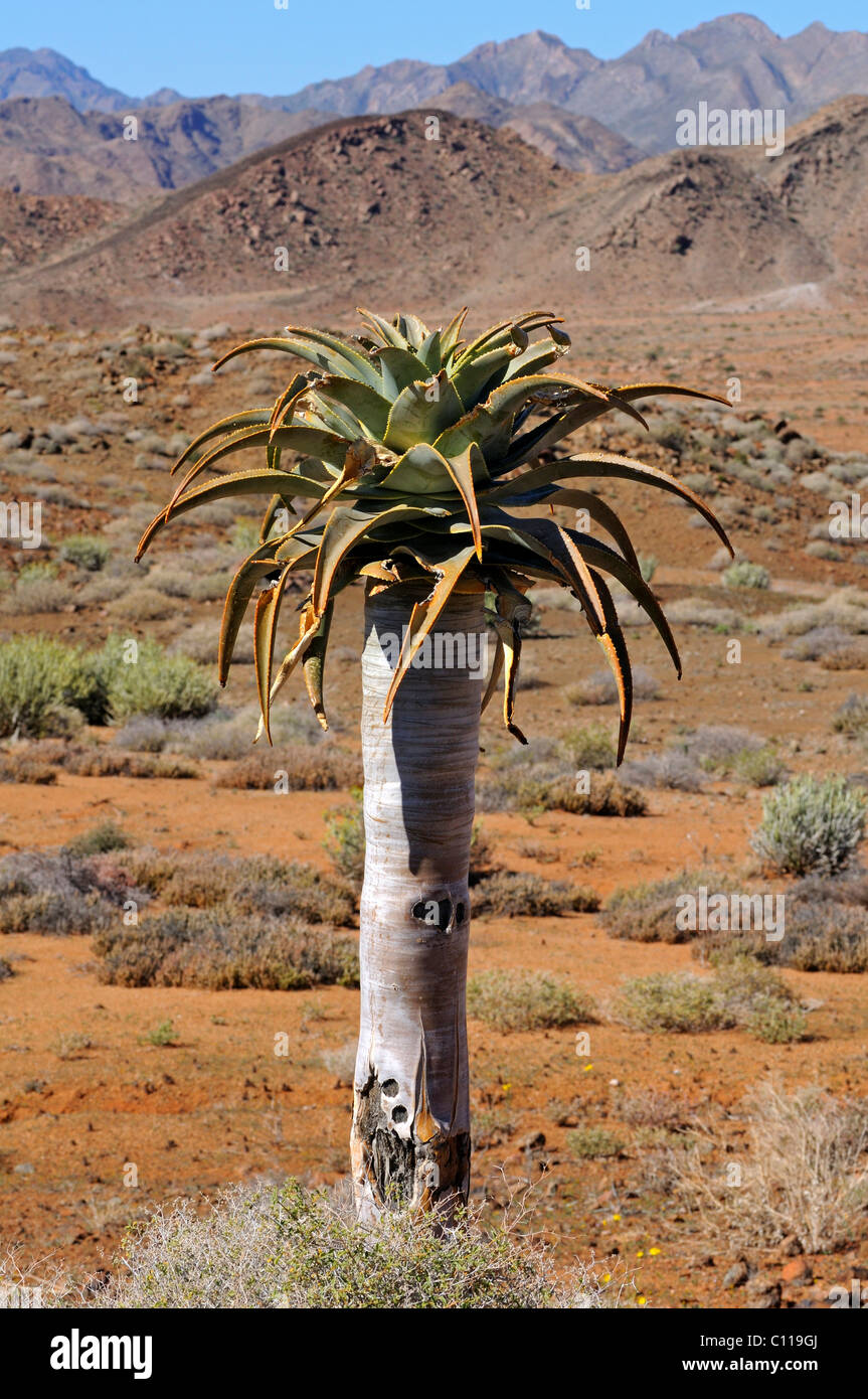 Paesaggio di montagna con Aloe pillansi in primo piano, Richtersveld National Park, Sud Africa Foto Stock