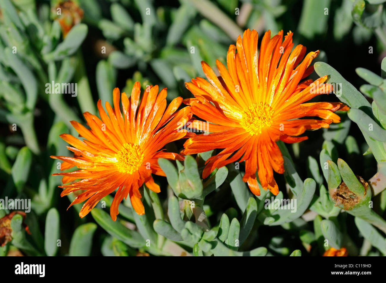 Cephalophyllum sp., Namaqualand, Sud Africa Foto Stock Cephalophyllum sp., Namaqualand, Sud Africa Foto Stock