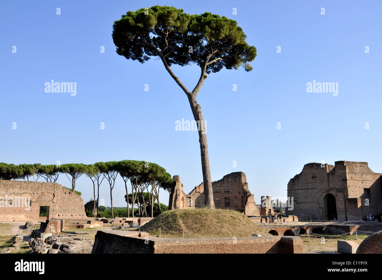 Pino su una fontana, imperial loge dell'ippodromo e la Domus Augustana, Palatino, Roma, Lazio, l'Italia, Europa Foto Stock