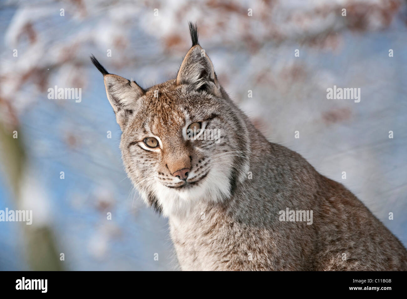 Lynx (Felis lynx), ritratto, Knuell Wildlife Park, Homberg, Nord Hesse, Germania, Europa Foto Stock