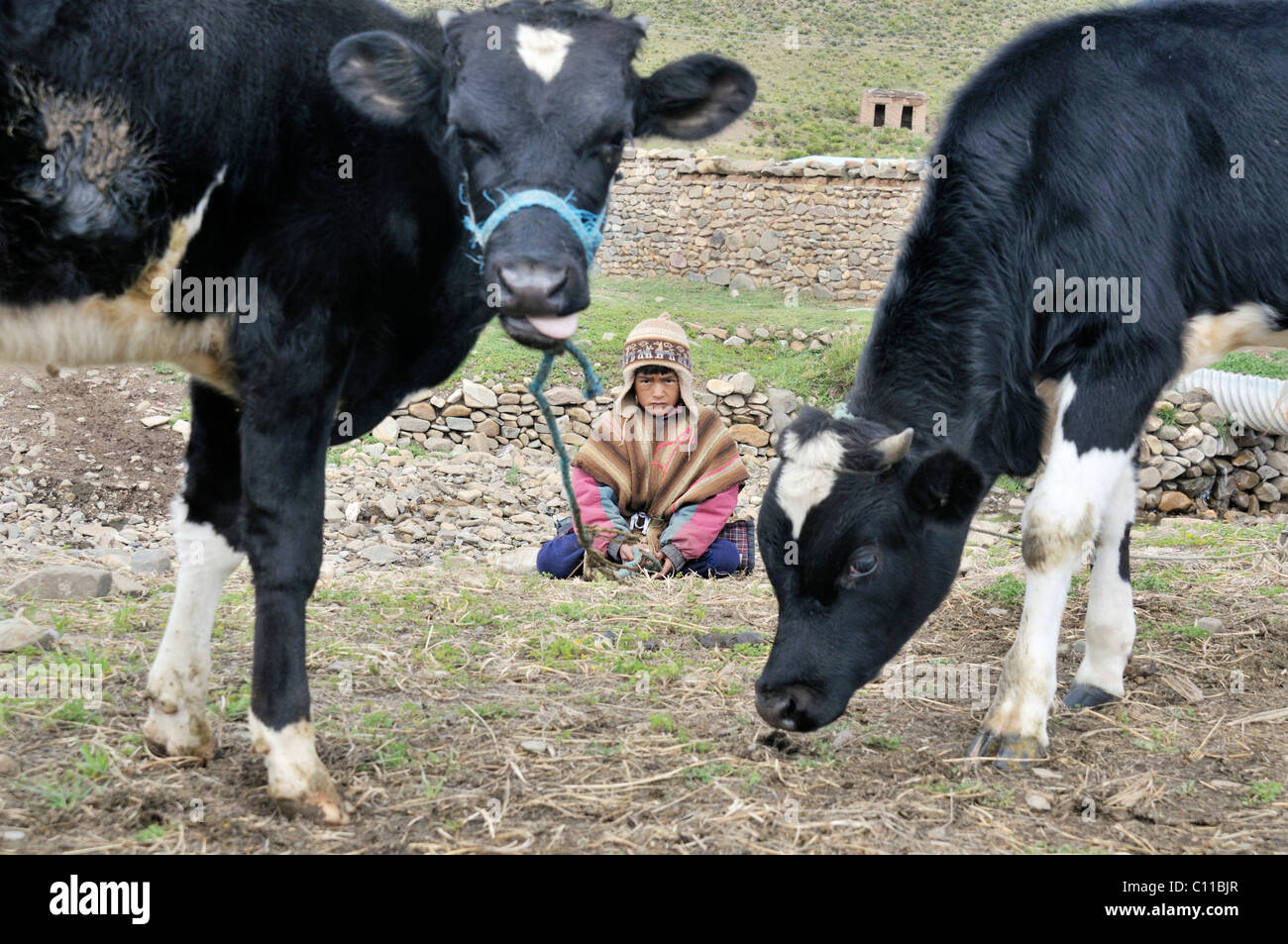 Pastore ragazzo in abito tradizionale del quechua con mucche, Altiplano altopiano boliviano, Oruro Dipartimento, Bolivia Foto Stock