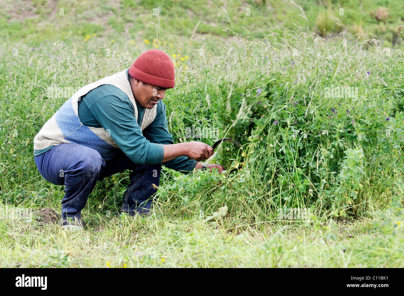 Il raccolto di erba medica (Medicago sativa), il raccolto di foraggio, Altiplano altopiano boliviano, Oruro Dipartimento, Bolivia, Sud America Foto Stock