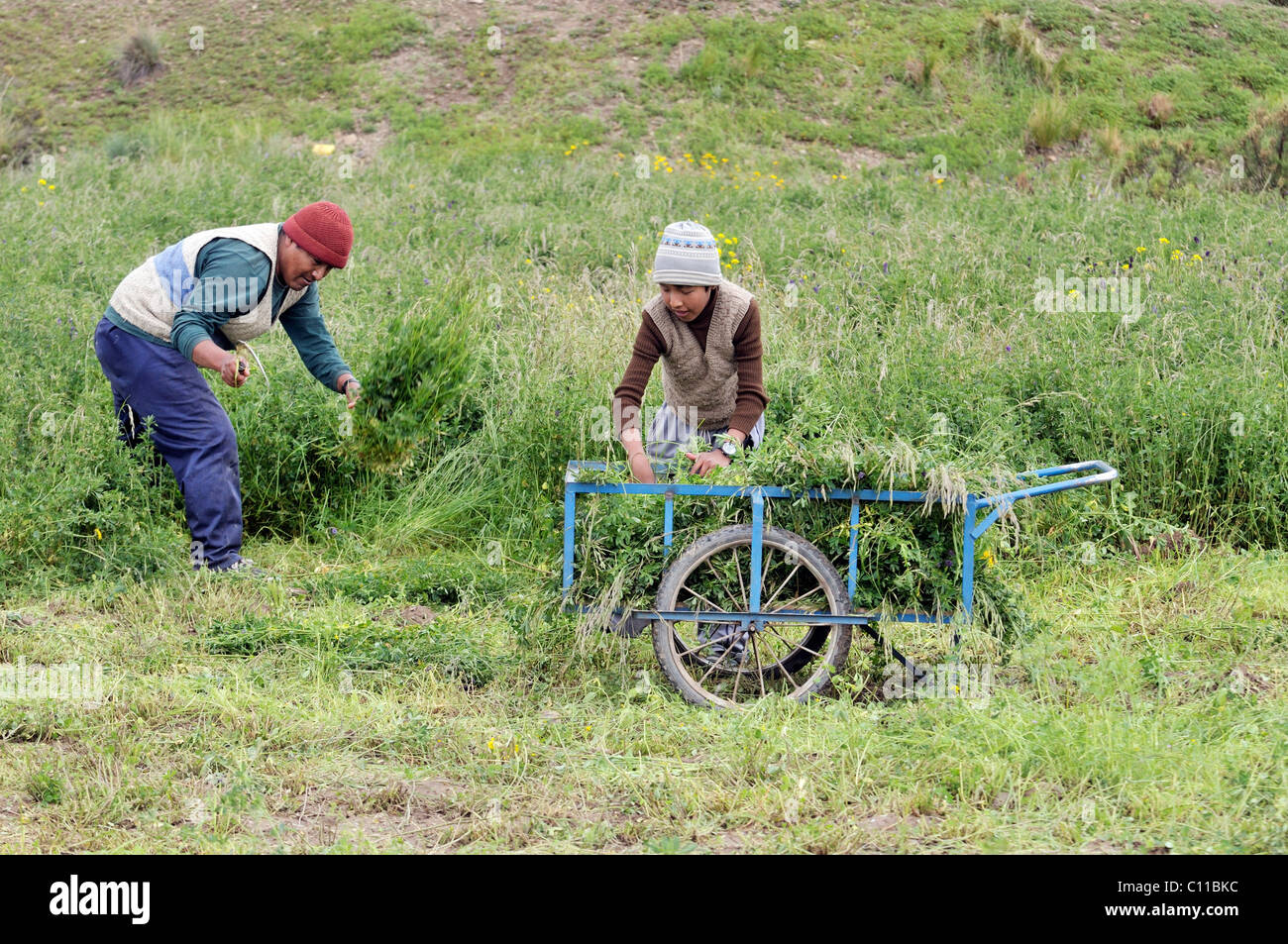 Il raccolto di erba medica (Medicago sativa), il raccolto di foraggio, padre e figlio, Altiplano altopiano boliviano, Oruro Dipartimento, Bolivia Foto Stock